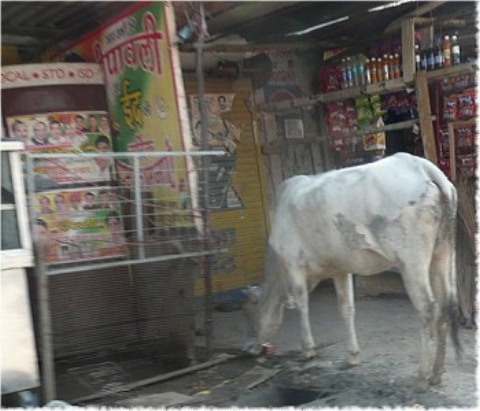 Images/delhi 113.jpg